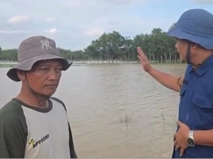 Banjir OKU Timur-OKI Sebabkan 8 Ribu Hektare Sawah Terendam
