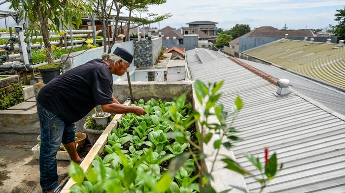 Pekerja menyemai benih sayuran pakcoy dengan sistem hidroponik yang ditanam di atap Rumah Budi Daya Bara Hidroponik, Babakan Ciparay, Bandung, Jawa Barat, Rabu (14/1/2026). Sistem pertanian perkotaan yang memanfaatkan lahan di atap rumah tersebut dilakukan sebagai solusi ketahanan pangan dengan memberdayakan warga sekitar serta hasil panen dari budi daya sayuran seperti pakcoy, selada dan kangkung tersebut telah menembus pasar beberapa supermarket di Kota Bandung. ANTARA FOTO/Raisan Al Farisi/rwa.