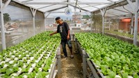 Pekerja menyemai benih pakcoy dengan sistem hidroponik di atap Rumah Budi Daya Bara Hidroponik, Babakan Ciparay, Bandung, Jawa Barat, Rabu (14/1/2026). ANTARA FOTO/Raisan Al Farisi