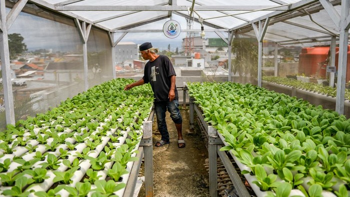 Pekerja menyemai benih sayuran pakcoy dengan sistem hidroponik yang ditanam di atap Rumah Budi Daya Bara Hidroponik, Babakan Ciparay, Bandung, Jawa Barat, Rabu (14/1/2026). Sistem pertanian perkotaan yang memanfaatkan lahan di atap rumah tersebut dilakukan sebagai solusi ketahanan pangan dengan memberdayakan warga sekitar serta hasil panen dari budi daya sayuran seperti pakcoy, selada dan kangkung tersebut telah menembus pasar beberapa supermarket di Kota Bandung. ANTARA FOTO/Raisan Al Farisi/rwa.
