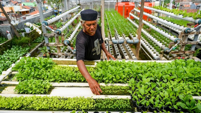 Pekerja menyemai benih sayuran pakcoy dengan sistem hidroponik yang ditanam di atap Rumah Budi Daya Bara Hidroponik, Babakan Ciparay, Bandung, Jawa Barat, Rabu (14/1/2026). Sistem pertanian perkotaan yang memanfaatkan lahan di atap rumah tersebut dilakukan sebagai solusi ketahanan pangan dengan memberdayakan warga sekitar serta hasil panen dari budi daya sayuran seperti pakcoy, selada dan kangkung tersebut telah menembus pasar beberapa supermarket di Kota Bandung. ANTARA FOTO/Raisan Al Farisi/rwa.