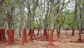 Foto dari Hongaria ini bukanlah hasil editan, melainkan pemandangan nyata pasca-bencana Lumpur Merah tahun 2010 saat dinding penampung limbah kimia bauksit jebol dan membanjiri desa. Gelombang limbah bersifat korosif ini meninggalkan jejak merah permanen di pohon. Foto: Boredpanda