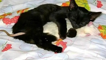 Ketika kucing tidur bareng sama tikus menjadi hal yang aneh. Tapi melihat foto ini malah bikin ketawa dan komentar kok bisa??? Foto: Boredpanda