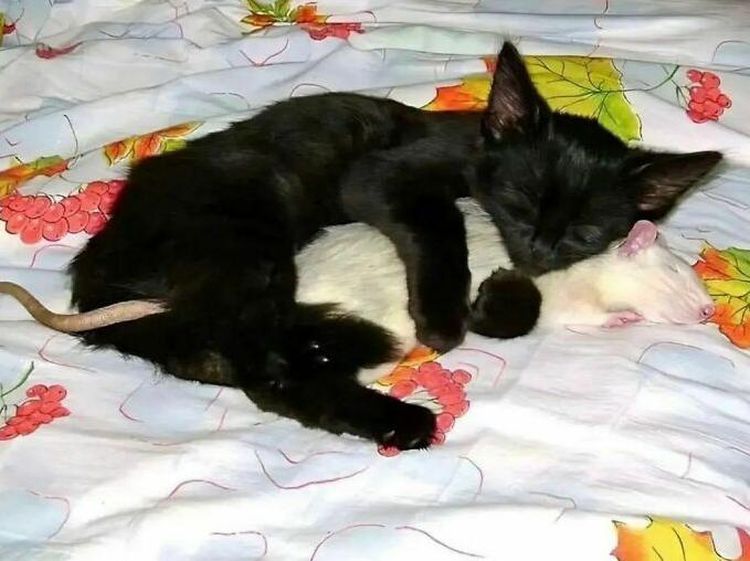 Aneh Tapi Lucu: Deretan Foto Internet yang Sulit Dipercaya Bikin Ngakak