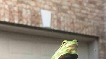 Ada yang numpang nongkrong di kaca mobil. Foto: Boredpanda
