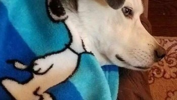 Snoopy in real life...  Foto: Boredpanda