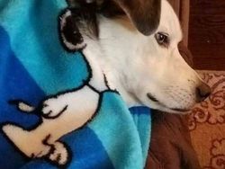 Aneh Tapi Lucu: Deretan Foto Internet yang Sulit Dipercaya Bikin Ngakak