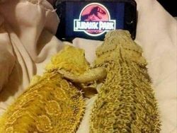 Aneh Tapi Lucu: Deretan Foto Internet yang Sulit Dipercaya Bikin Ngakak