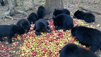 Ada yang berani mengusir gerombolan ini? Foto: Boredpanda
