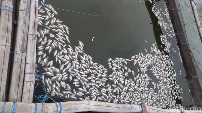 Ikan mati di keramba budi daya kawasan Danau Ranu Grati