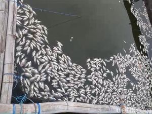 Penjelasan Pemkab Pasuruan Soal Ribuan Ikan Mati di Ranu Grati