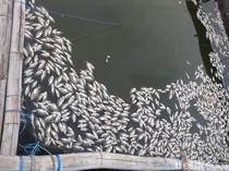Ribuan Ikan di Ranu Grati Pasuruan Mati Akibat Sapon, Petambak Merugi