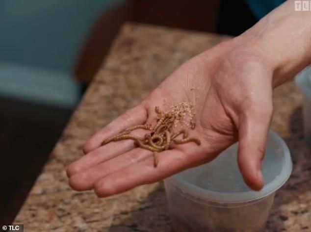 Kecanduan Makan Ulat Hidup, Pria Ini Sebut Rasanya Mirip Popcorn