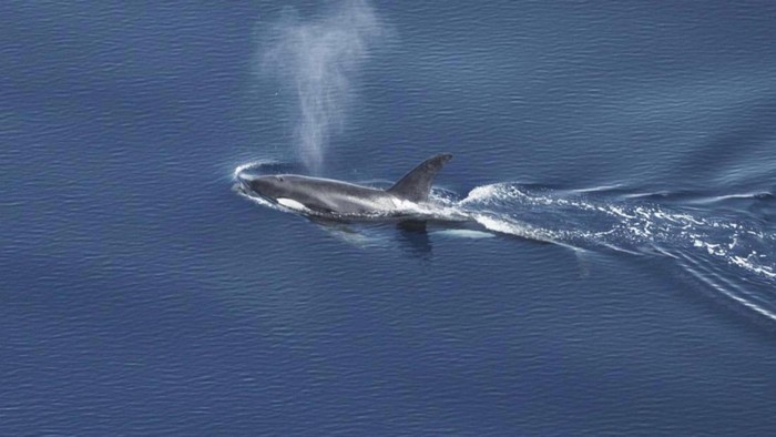 Studi Temukan Habitat Paus dan Lumba-lumba di Perairan Barat Sumatera, Ada Orca!