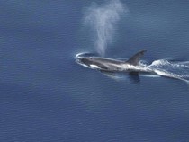 Studi Temukan Habitat Paus dan Lumba-lumba di Perairan Barat Sumatera, Ada Orca!