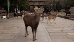 Pesona Taman Nara, Rusa Liar Ramai Disambangi Wisatawan