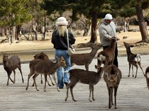 Pesona Taman Nara, Rusa Liar Ramai Disambangi Wisatawan