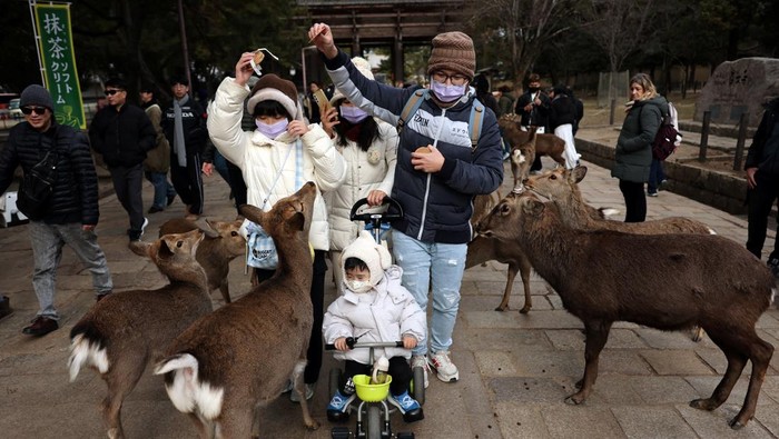 Taman Nara di wilayah Jepang Barat terus menjadi daya tarik wisata berkat keberadaan rusa liar yang hidup bebas dan berdampingan dengan aktivitas manusia. Rusa-rusa tersebut kerap terlihat berkeliaran di area taman, bahkan menyeberangi jalur penyeberangan pejalan kaki bersama wisatawan, menciptakan pemandangan unik yang menarik perhatian pengunjung. REUTERS/Issei Kato