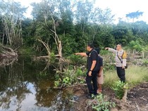 Petani di Musi Rawas Kritis Usai Diserang Buaya