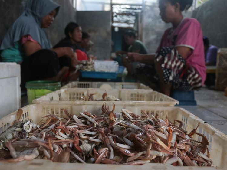 KKP Terbitkan Ratusan Sertifikat Izin Ekspor Rajungan ke AS