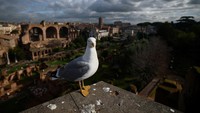 Seekor burung hinggap di Forum Romawi yang berada di kawasan taman arkeologi Colosseum, rumah bangsawan Romawi kuno yang resmi dibuka untuk publik pada 13 Januari 2026 di Bukit Palatine, Roma. Situs ini berasal dari abad pertama SM dan lama tertutup karena kondisi strukturnya rapuh. REUTERS/Guglielmo Mangiapane  