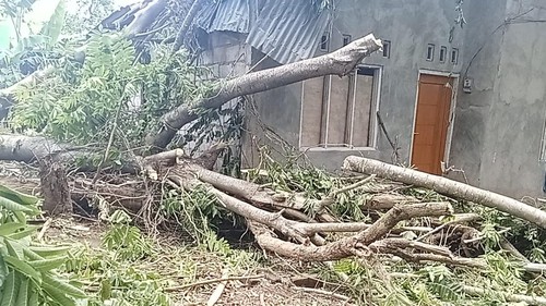 Rumah warga bernama Rita Senak, di Kelurahan Sarotari Tengah, Kecamatan Larantuka, Flores Timur, rusak tertimpa pohon yang rumbang akibat angin kencang, Selasa malam (13/1/2026). (Yurgo Purab/detikBali)