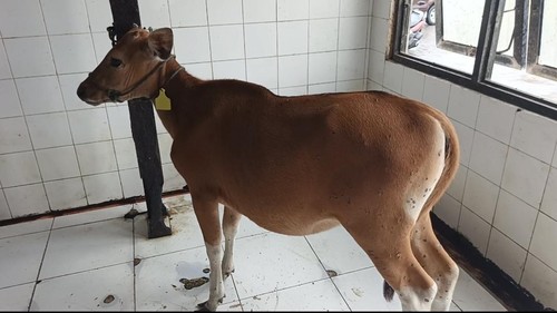 Salah satu sapi terjangkit LSD yang dipotong bersyarat di RPH Lelateng, Jembrana, Rabu (14/1/2026).