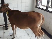 Distan-Pangan Bali Siapkan 400 Dosis Vaksin untuk Cegah LSD Meluas