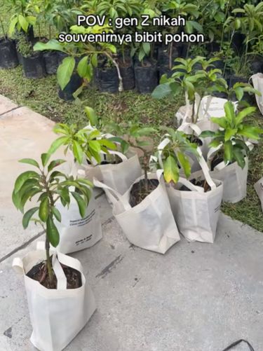 Pasangan Gen Z Rindu & Nada viral usai bagikan bibit pohon sebagai souvenir nikah. Mengusung tema ramah lingkungan, aksi unik ini ajak tamu untuk hijaukan bumi. Acara pernikahan di  di Balai Shinta Mandala Bhakti Wanitatama, Yogyakarta, itu langsung viral di media social.