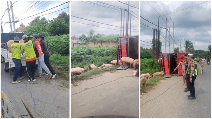 Truk Muatan 92 Ekor Babi Terguling di Lampung Tengah