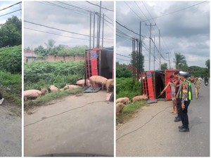 Truk Muatan 92 Ekor Babi Terguling di Lampung Tengah
