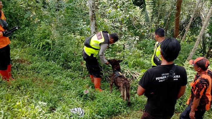 Tim SAR gabungan mencari Mbah Kardan di area bukit Desa Karangkemiri, Kecamatan Pekuncen, Kabupaten Banyumas, Rabu (14/1/2026).