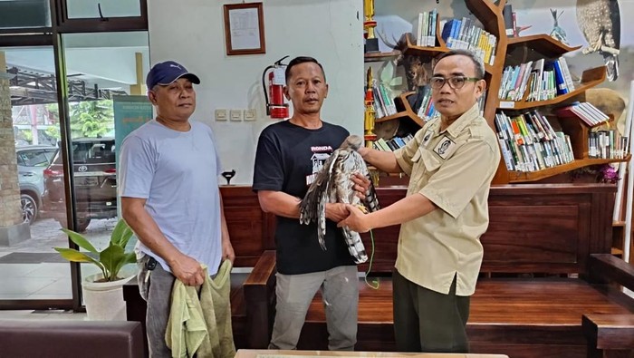 Elang Jawa Diserahkan ke BKSDA Jogja Usai 3 Tahun Dipelihara Warga