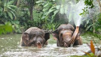 Bali Zoo Setop Aktivitas Gajah Tunggang