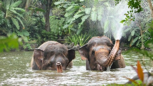 Bali Zoo resmi menghentikan aktivitas gajah tunggang per 1 Januari 2026. (Foto: Dok. Bali Zoo)