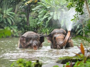 Bali Zoo Setop Aktivitas Gajah Tunggang