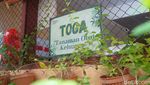 Tanaman Toga Hijaukan Kampung Lawas Maspati Surabaya