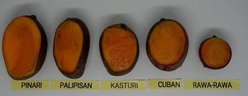 Lima varietas mangga kasturi. (dok Matra dkk) Lima varietas mangga kasturi. (dok Matra dkk)