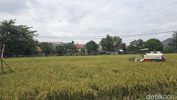 Menteri Imigrasi dan Pemasyarakatan (Imipas) Agus Andrianto pagi ini memimpin Panen Raya Serentak di seluruh Indonesia