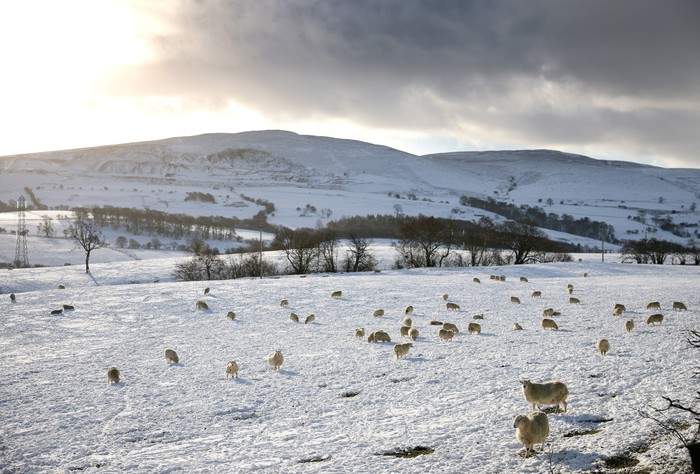 Musim dingin ekstrem melanda sejumlah wilayah Eropa pada awal 2026, membawa gelombang udara dingin dan salju tebal yang menutupi bentang alam. Kondisi cuaca yang membeku ini memaksa satwa liar maupun ternak berjuang bertahan hidup di tengah suhu rendah dan keterbatasan pakan, di dekat Straloch, Skotlandia, Britania Raya. REUTERS/Suzanne Plunkett