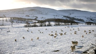 Heboh Fenomena Pohon Meledak di Musim Dingin, Ini Kata Ahli