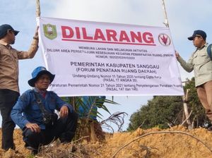 Pemkab Sanggau Sanksi Perusahaan yang Tanam Sawit di Area PIPPIB