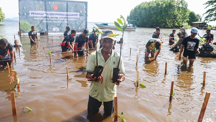 Penanaman Mangrove untuk Jaga Pesisir Ternate dari Abrasi