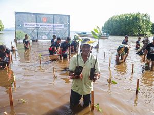 Penanaman Mangrove untuk Jaga Pesisir Ternate dari Abrasi