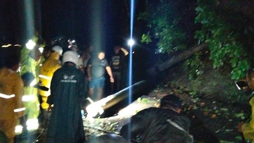 Kejadian pohon tumbang di Desa Subuk, Kecamatan Busungbiu, Buleleng, Bali Kamis (15/1/2026).