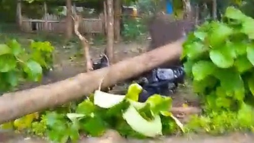 Tangkapan layar video pohon tumbang menimpa sepeda motor di Labuan Bajo, Manggarai Barat, NTT, Kamis (15/1/2026).