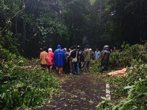 Longsor-Pohon Tumbang di Jalan Wisata Sembalun, Arus Lalin Tersendat