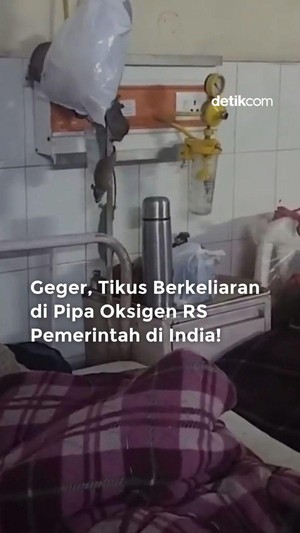 Video: Geger, Tikus Berkeliaran di Pipa Oksigen RS India