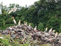 Gerombolan Burung Kokokan di Gundukan Sampah TPA Landih yang Diistimewakan