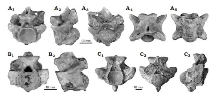 Fosil kerangka ular raksasa
